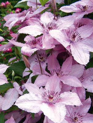 Loistokärhö Hagley Hybrid